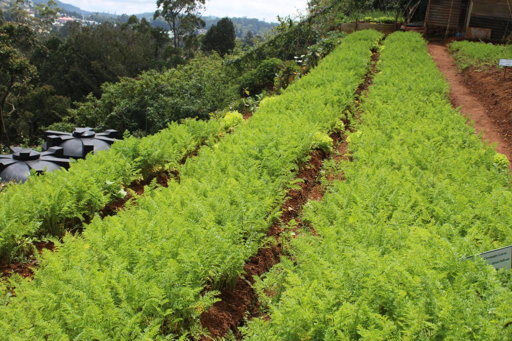 Serene Villa Nuwara Eliya Zewnętrze zdjęcie