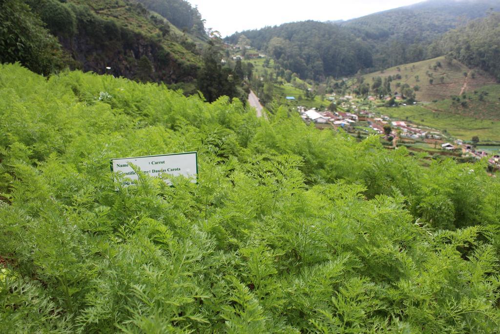 Serene Villa Nuwara Eliya Zewnętrze zdjęcie
