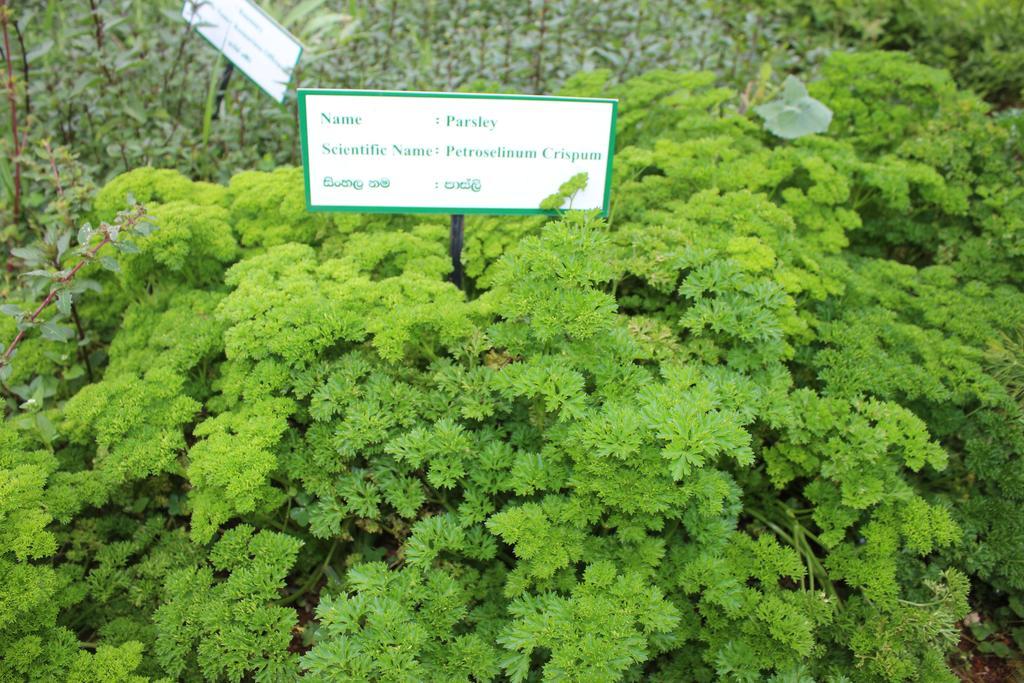 Serene Villa Nuwara Eliya Zewnętrze zdjęcie
