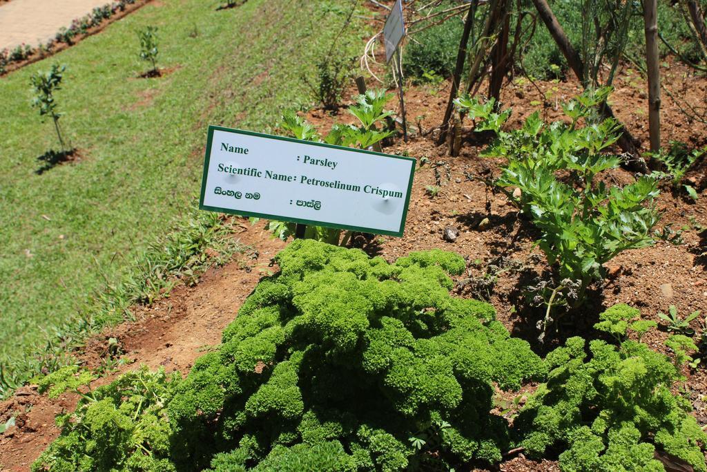 Serene Villa Nuwara Eliya Zewnętrze zdjęcie